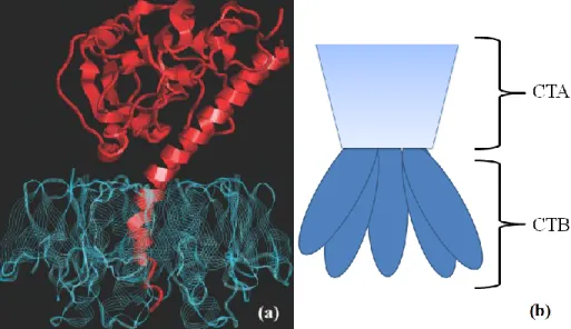 Figure 1.5 (a) Représentation cristallographique de la toxine du choléra tirée de Sanchez et al