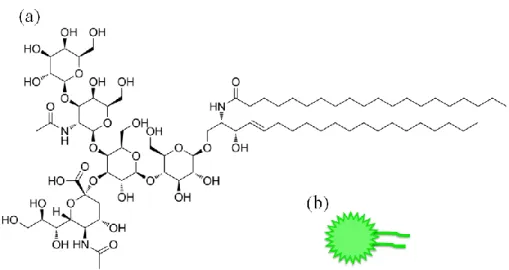 Figure 1.9 (a) Structure chimique du ganglioside GM1. (b) Représentation simplifiée utilisée  dans ce mémoire