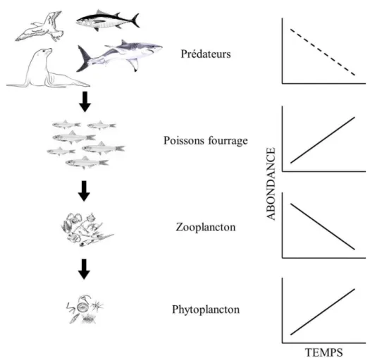 Figure 0.2 Contrôle descendant au sein d’un réseau trophique à quatre niveaux dans  un écosystème marin