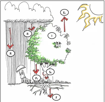 Figure 1.7 Le cycle de l’eau en relation avec l’arbre. 