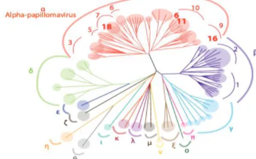 Figure 1. Arbre phylogénétique des papillomavirus. Issus de la collection de l'UCL Louvain 