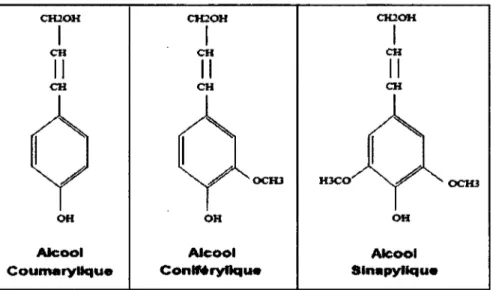 Figure 1.6  Structure moléculaire des polymères d'alcool  constituant la lignine. 