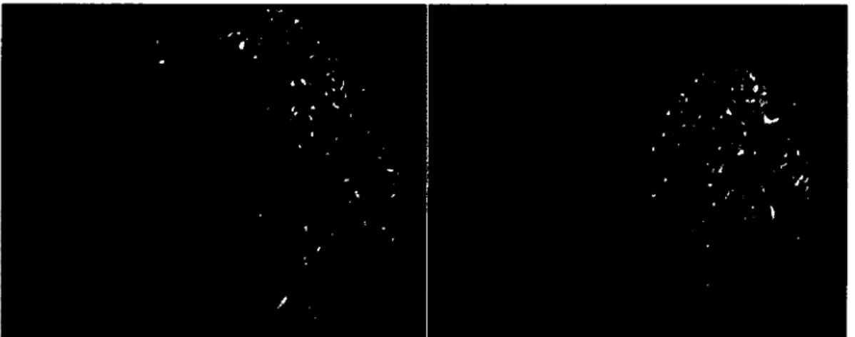 Figure 2.1  Schéma illustrant la drêche d'orge avant et après le moulage. 