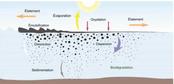 Figure  1:  Processus  influençant  le  devenir  des  hydrocarbures  pétroliers  en  milieu  marin  (GENIVAR, 2013)