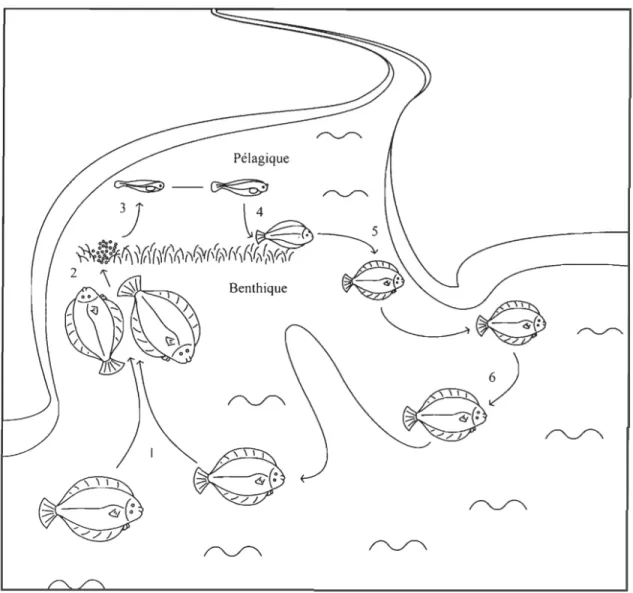 Figure 2 : Le cycle de vie de la plie rouge d’après Fraboulet (2009). (1) migration dans des  zones côtières, (2) fécondation, (3) éclosion, (4) établissement sur le fond, (5) premier  hiver, (6) migration des individus matures vers des zones plus profonde