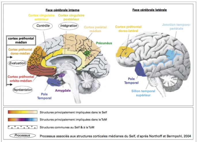 Figure 4 : Bases anatomiques du Self et de ses processus associés, de la ToM et  mise en évidence des régions cérébrales communes (d’après Duval et al., 2009)
