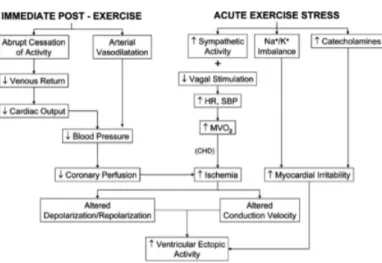 Figure 2.2 – Altérations physiologiques survenant lors de l’effort ou de la récupération et ses séquelles [13]