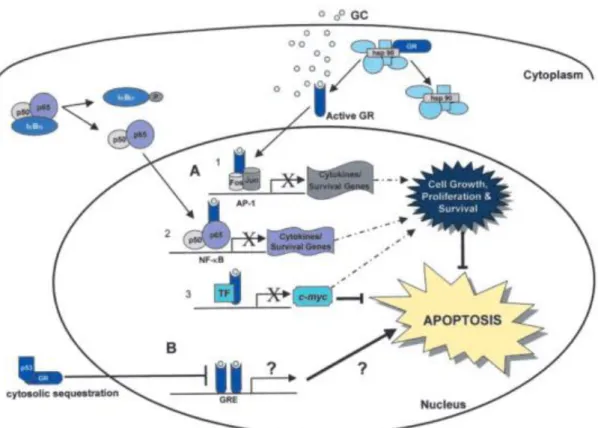 Figure 2 : Induction de l’apoptose par les glucocorticoïdes via la régulation de la transcription