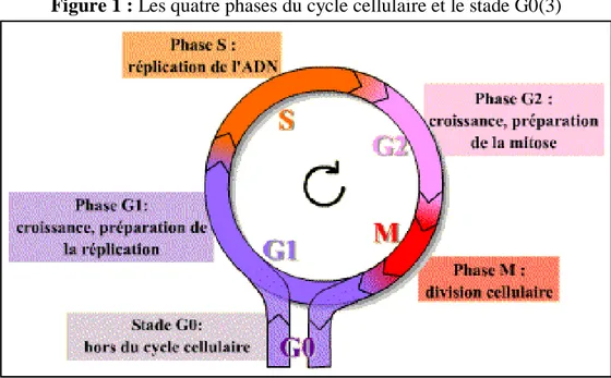 Figure 1 : Les quatre phases du cycle cellulaire et le stade G0(3) 