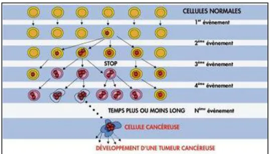 Figure 2 : La transformation d’une cellule normale en cellule cancéreuse (Source :site de  l’INCa) 