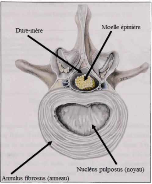 Figure 1.5 Plan transverse d'une vertèbre  cervicale avec disque intervertébral. 