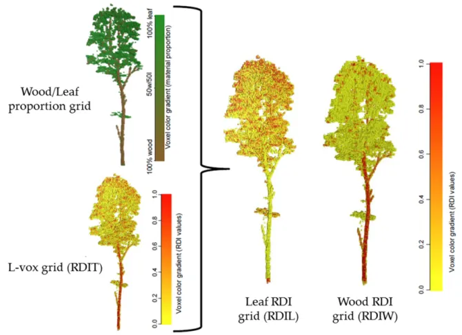 Figure 2. Illustration of the wood/leaves proportion grid and L-Vox grid representing the total relative  density index (RDIT) profiles
