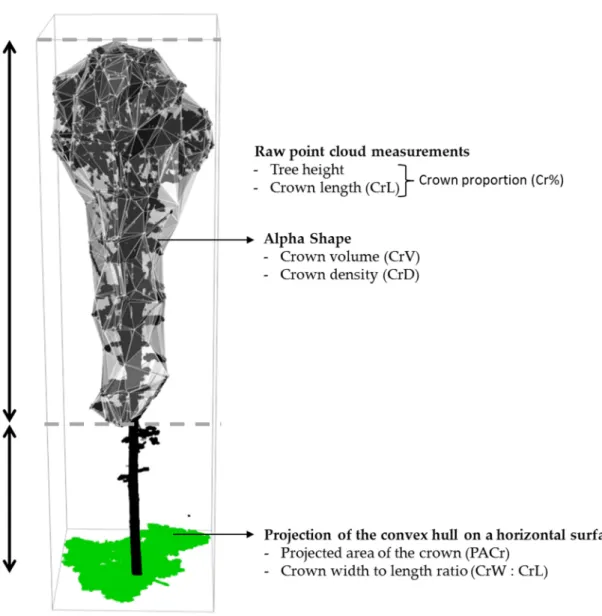 Figure 3. Illustration of the six crown metrics quantified on a mature sugar maple 3D point cloud