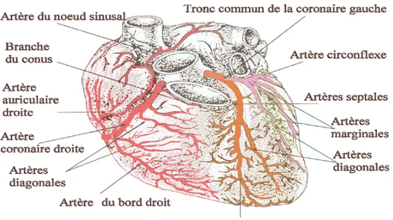 Figure B Les artères coronaires droite et gauche, et ramifications, alimentant le myocarde 