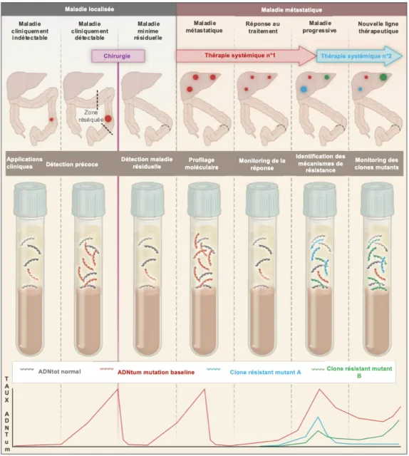 Figure  8 :  Applications  cliniques  du  dosage  de  l’ADN  circulant  en  cancérologie,  modifiée  d’après Corcoran et coll