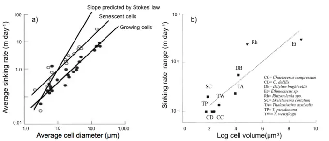 Figure  1.  a)  Vitesse  moyenne  de  sédimentation  du  phytoplancton  en  fonction  de  l’état  physiologique  et  de  la  taille  des  cellules  (tiré  de  Mann  et  Lazier,  2013)  et  b)  Rang  de  la  vitesse de sédimentation pour neuf espèces de dia