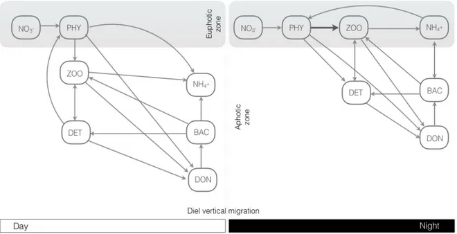 Figure 3. Conceptual model with seven state variables (see text) adapted from Burchard et  al