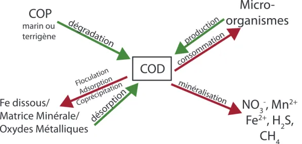 Figure 2 : Mécanismes biogéochimiques qui contrôlent le COD dans les eaux porales. Les  flèches vertes représentent les mécanismes qui augmentent la concentration en COD alors  que  les  flèches  rouges  représentent  ce  qui  diminue  les  concentrations 