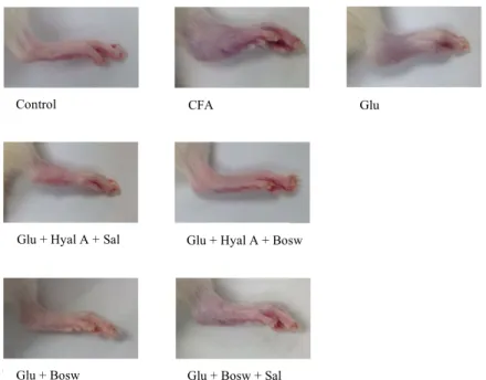 Fig 4. Effect of treatments on genes expression of pro-inflammatory cytokines. Genes expression  450 