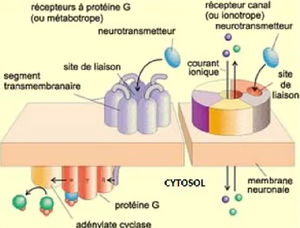 Illustration 7: Représentation de récepteurs métabotropes et ionotropes  