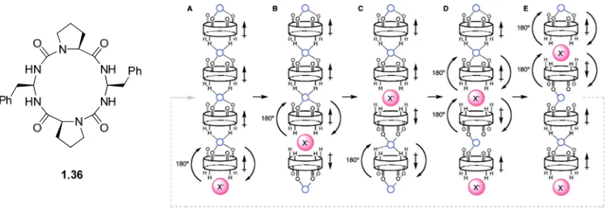 Figure 1.17. Cycles urée/amide et leur mécanisme de transport proposé. 50 1.1.2.2.4.2