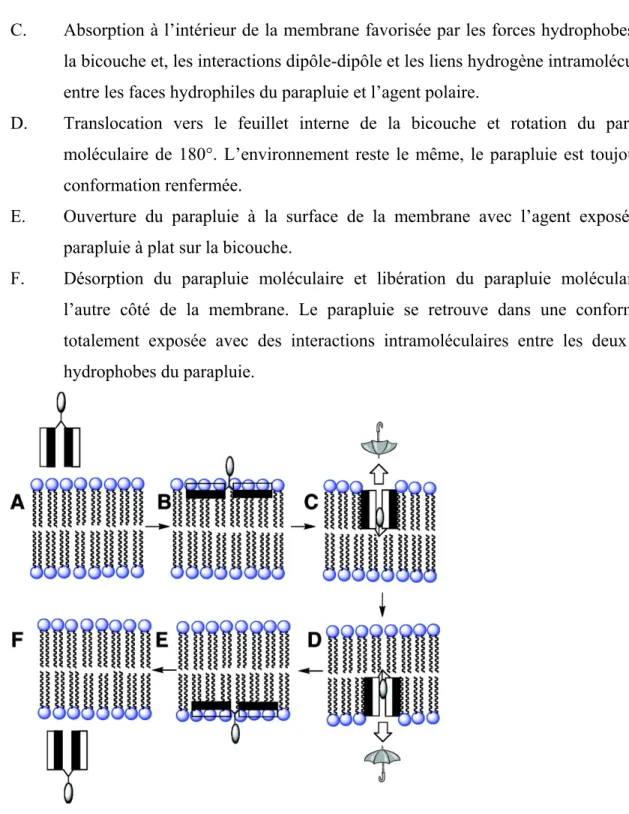 Figure 1.23. Mécanisme proposé pour le transport transmembranaire des parapluies  moléculaires