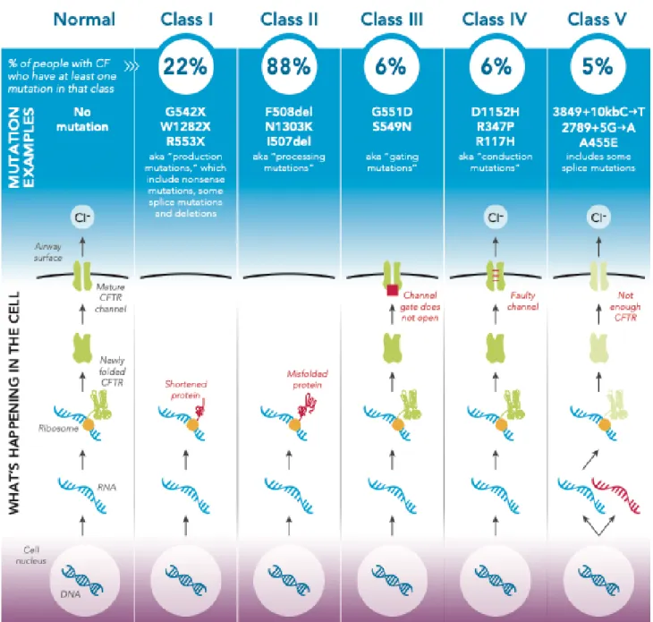 Figure 1. Classes de mutations de CFTR impliquées dans la mucoviscidose : pathogénie, fréquence et principales  mutations