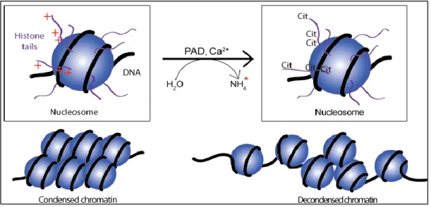 Figure 5: La citrullination de résidus sur les histones médiée par PAD, entraine la décondensation de la  chromatine.(PAD-mediated histone tail citrullination of positively charged arginines leads to uncharged  citrullines, and subsequently to chromatin de