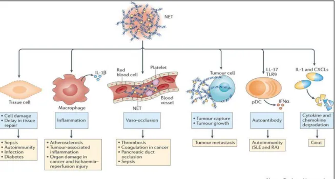 Figure 10: Mécanismes des pathologies médiées par les NETs (d’après Papayannopulos et al