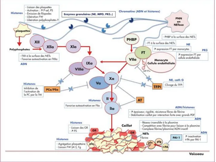 Figure 14: Schéma synthétique de l’implication des NETs en hémostase. (D’après Vayne C