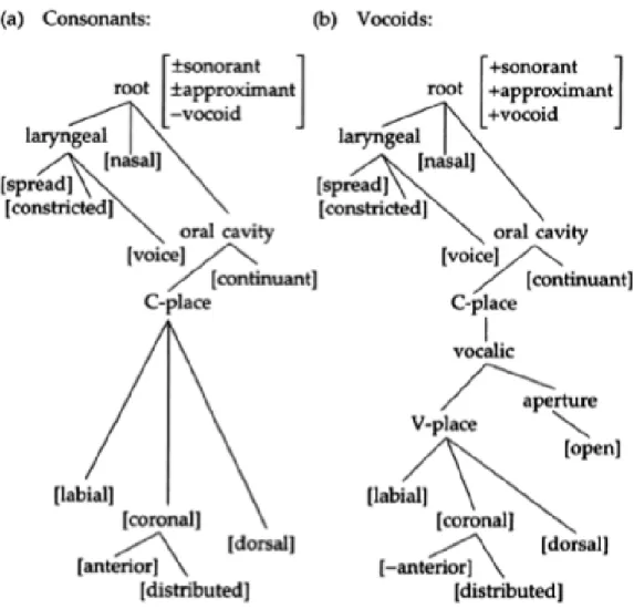 Figure 2.1: Géométrie des traits pour les consonnes (en a) et les voyelles (en b), tiré de Clements &amp; Hume (1995)