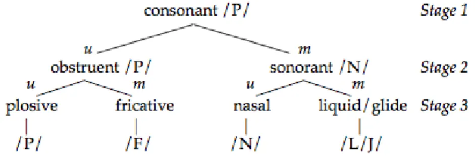 Figure 2.3: Développement des consonnes du néerlandais en position d’attaque syllabique, tiré de Dresher (2009) et adapté de Fikkert (1994)