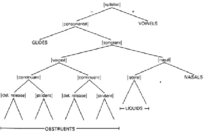Figure 3.2: Organisation des traits, niveau E, tiré de Dinnsen (1992)