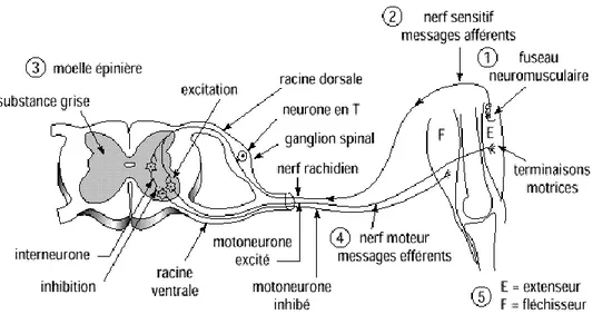 Figure 1 Le réflexe myotatique                          http://www.didier-pol.net/6SP1096.html