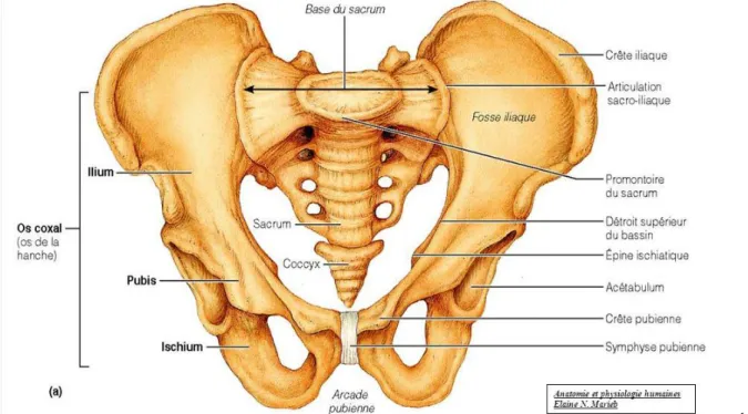 Figure 1: Le bassin osseux féminin  (Anatomie et physiologie humaines. Elaine N. Marieb)