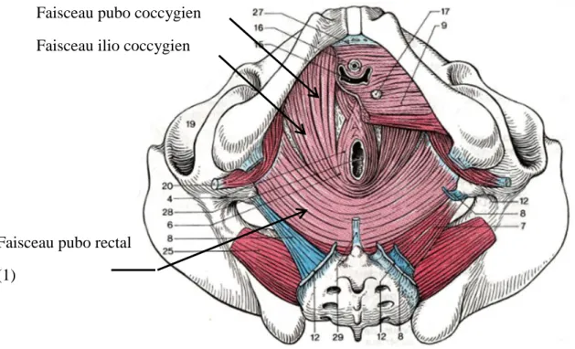 Figure 2: Le muscle élévateur de l’anus  (Précis d’anatomie et de dissection, H. Rouvière, 9 ème  édition, 1976).