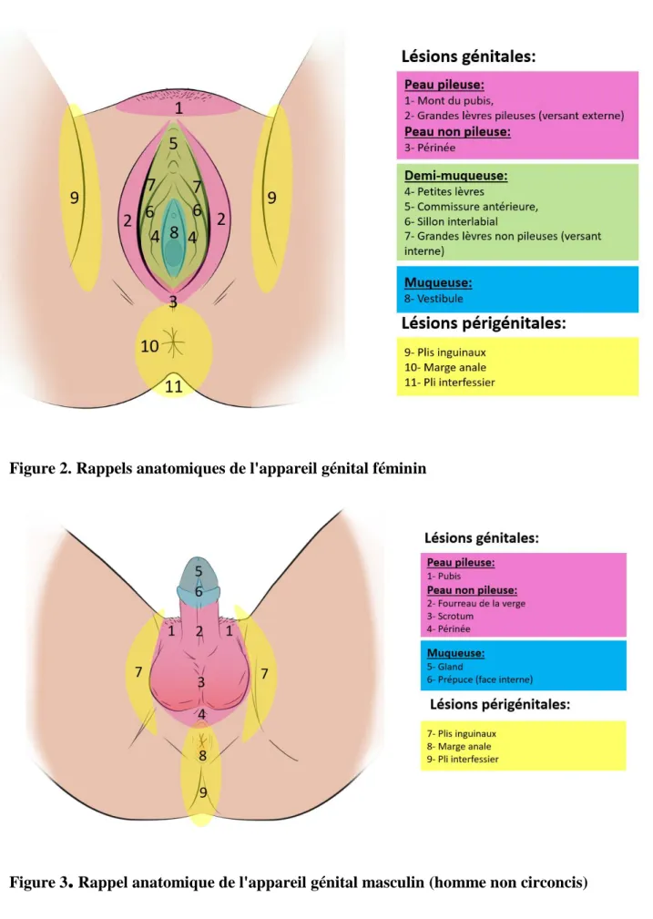 Figure 3 .  Rappel anatomique de l'appareil génital masculin (homme non circoncis) 