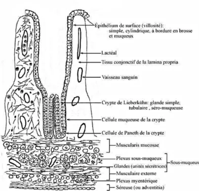Figure 1.6 – Muqueuse intestinale.