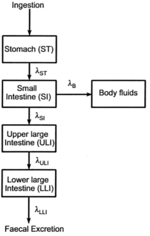 Figure 1.7 – Modèle biocinétique du tractus gastro-intestinal décrit dans la publication 30 de la CIPR.