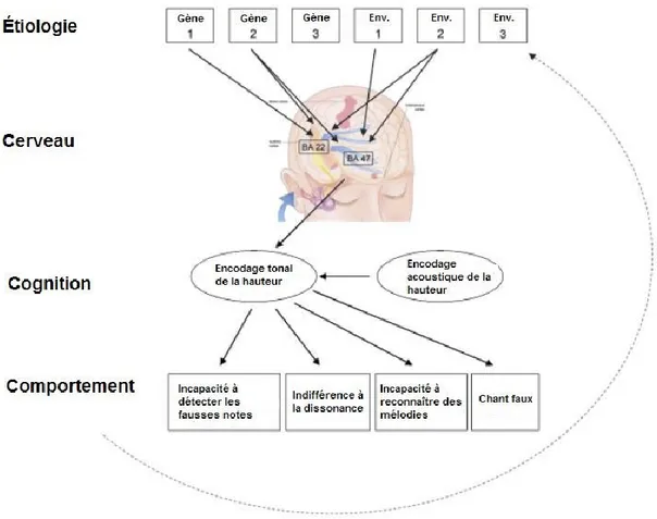 Figure 1. Niveaux de traitement de l’amusie congénitale 