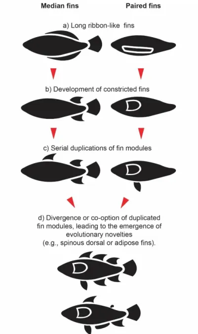 Figure 8: Hypothesized scenario for the evolution of  median and paired  fins. Both median and paired  fins  developed first as elongated ribbon-like structures (A)  that are gradually modified into narrow-based fins (B)