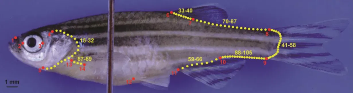 Figure  10:  Zebrafish  (Danio  rerio)  specimen  showing  landmark  (red)  and  semi- semi-landmark  (yellow)  positioning  scheme