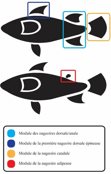 Figure  3 :  Hypothèses  de  modularité  suggérées  pour les nageoires médianes. 