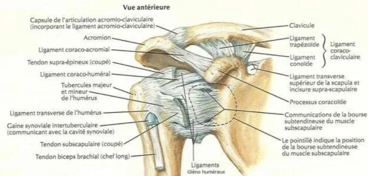 Figure 3 les ligaments articulaires d'anatomie humaine membre supérieur Netter planche 394︎ 