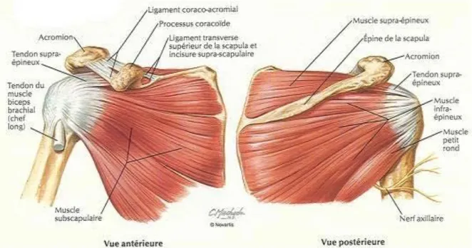 Figure 4 myologie de l'épaule d'anatomie humaine membre supérieur Netter planche 396  