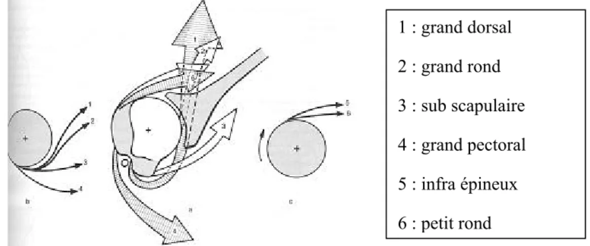 Figure 9 la coiffe des rotateurs selon Kapandji 
