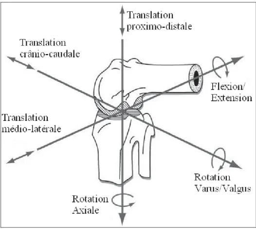 Figure 1.2 Six degrés de liberté du genou, incluant 3 rotations et trois translations