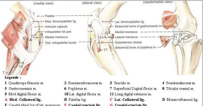 Figure 1.3 Articulation d'un genou canin sain. 