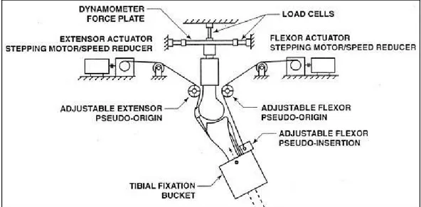 Figure 1.26 Schématisation de l'action musculaire du simulateur de Ahmed et al. 