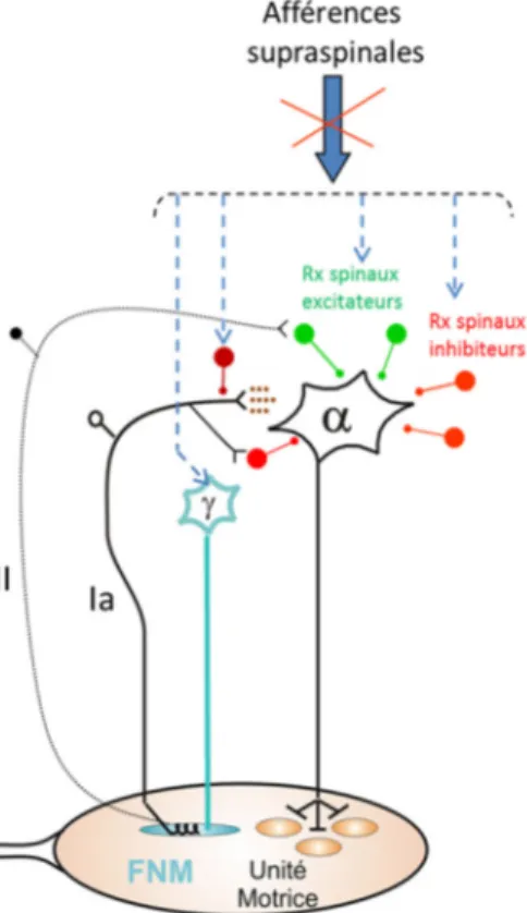 Figure 1 : Schéma des différentes voies spinales qui peuvent contribuer au développement de  la spasticité 